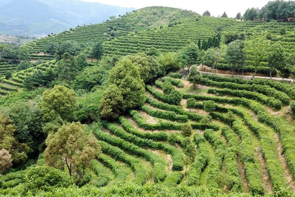 teagarden