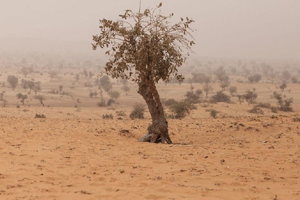 Tera-Niger