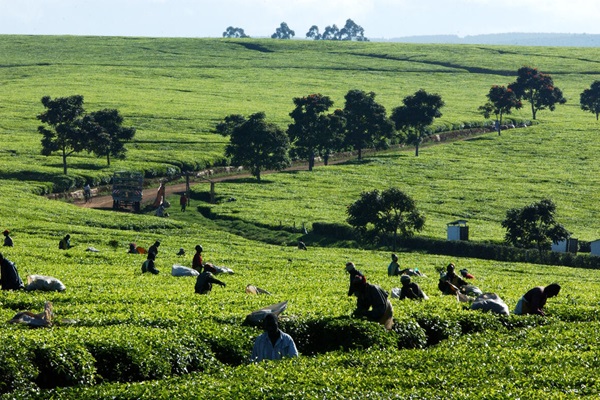 Agricultores recogiendo hojas de té en Kenia. Agricultores recogiendo hojas de té en Kenia.
