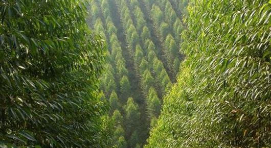 Treecover