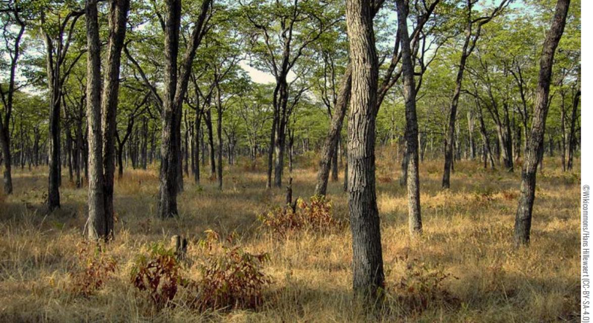 Zambia - Striving to increase energy access in agriculture through sustainable bioenergy solutions