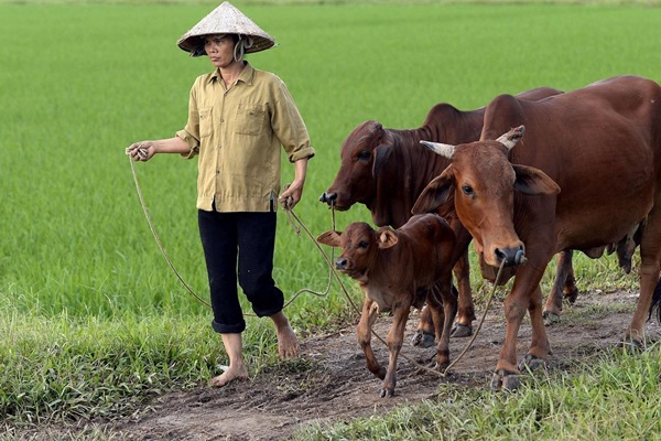 Viet Nam 2