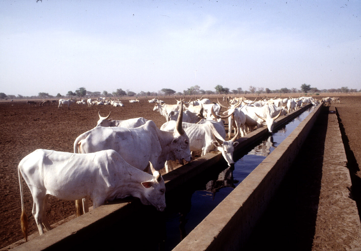 Workshop on policy analysis to support Nationally Determined Contributions for climate actions in the livestock sector in Senegal