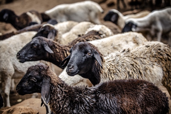 Addressing enteric methane to strengthen livestock climate actions in Kenya