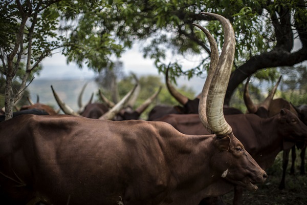 Bringing together stakeholders to discuss livestock climate actions in Tanzania