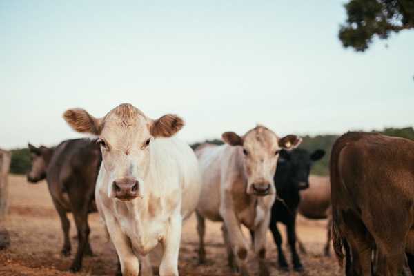 Cutting livestock methane emissions