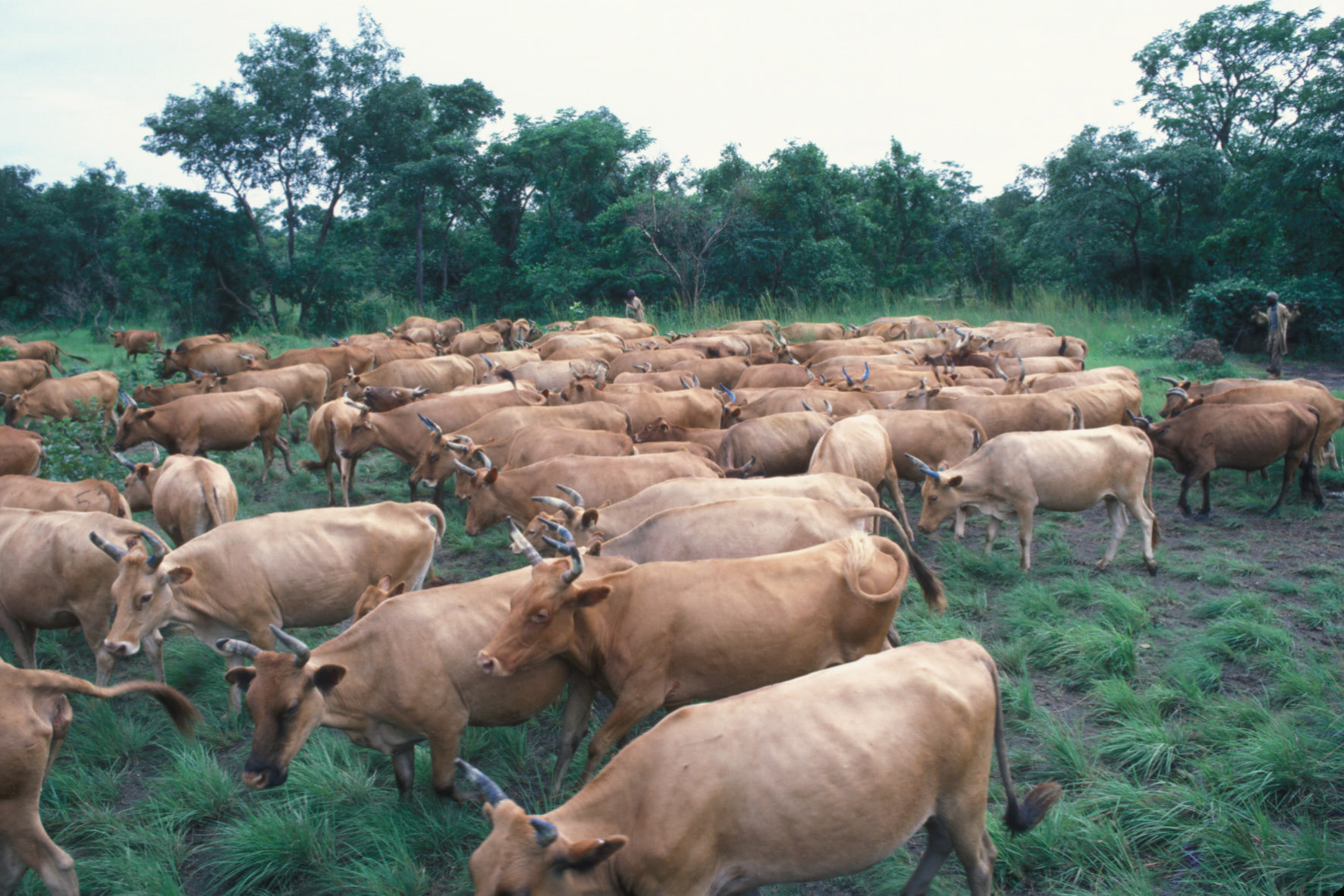 National climate actions cannot ignore the livestock sector