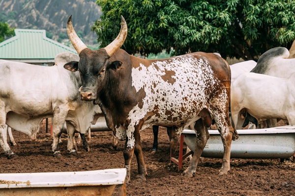 Fostering methane mitigation in the livestock sector in the Central African Republic