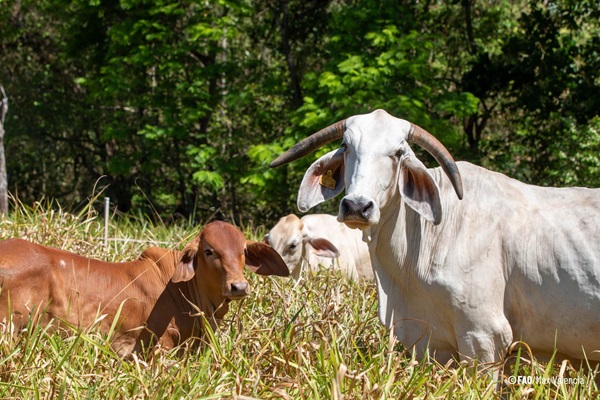 Improving quantification and optimization of methane emissions in the livestock sector of Costa Rica