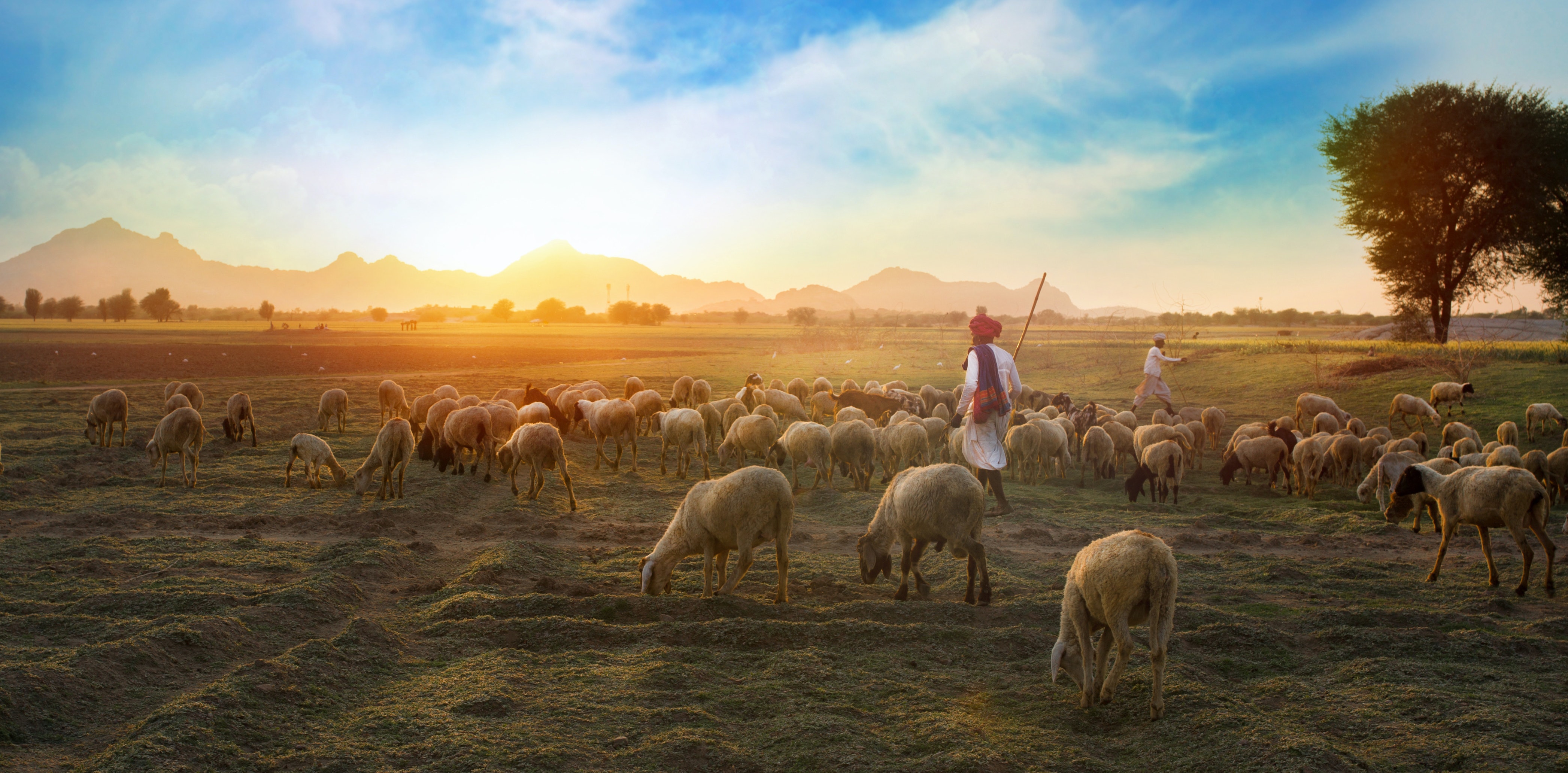 Ready to reduce methane emissions from livestock systems in Asia and the Pacific