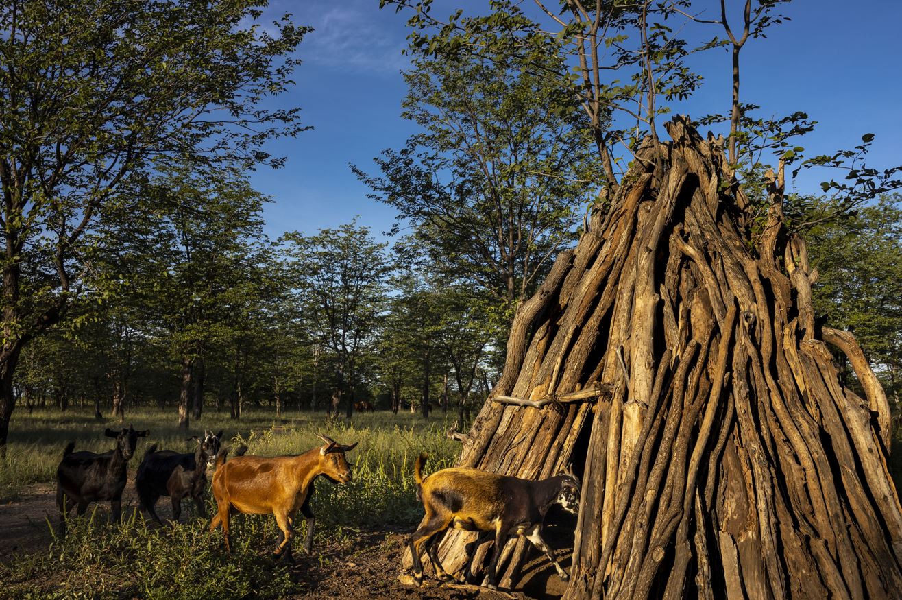 Stakeholder workshop on national climate action in livestock systems in Tanzania