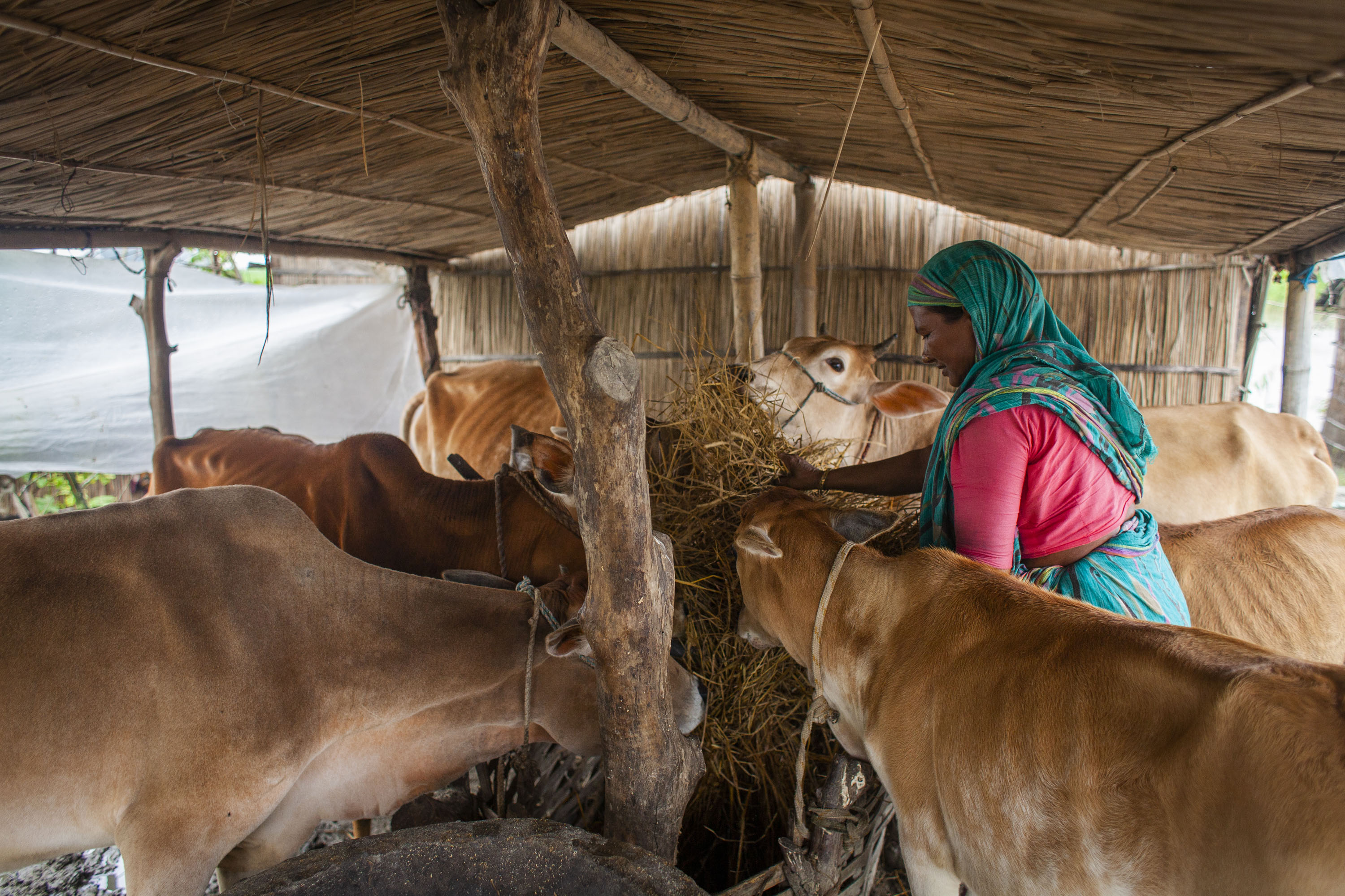 National stakeholder workshop and training on livestock and climate actions in Bangladesh