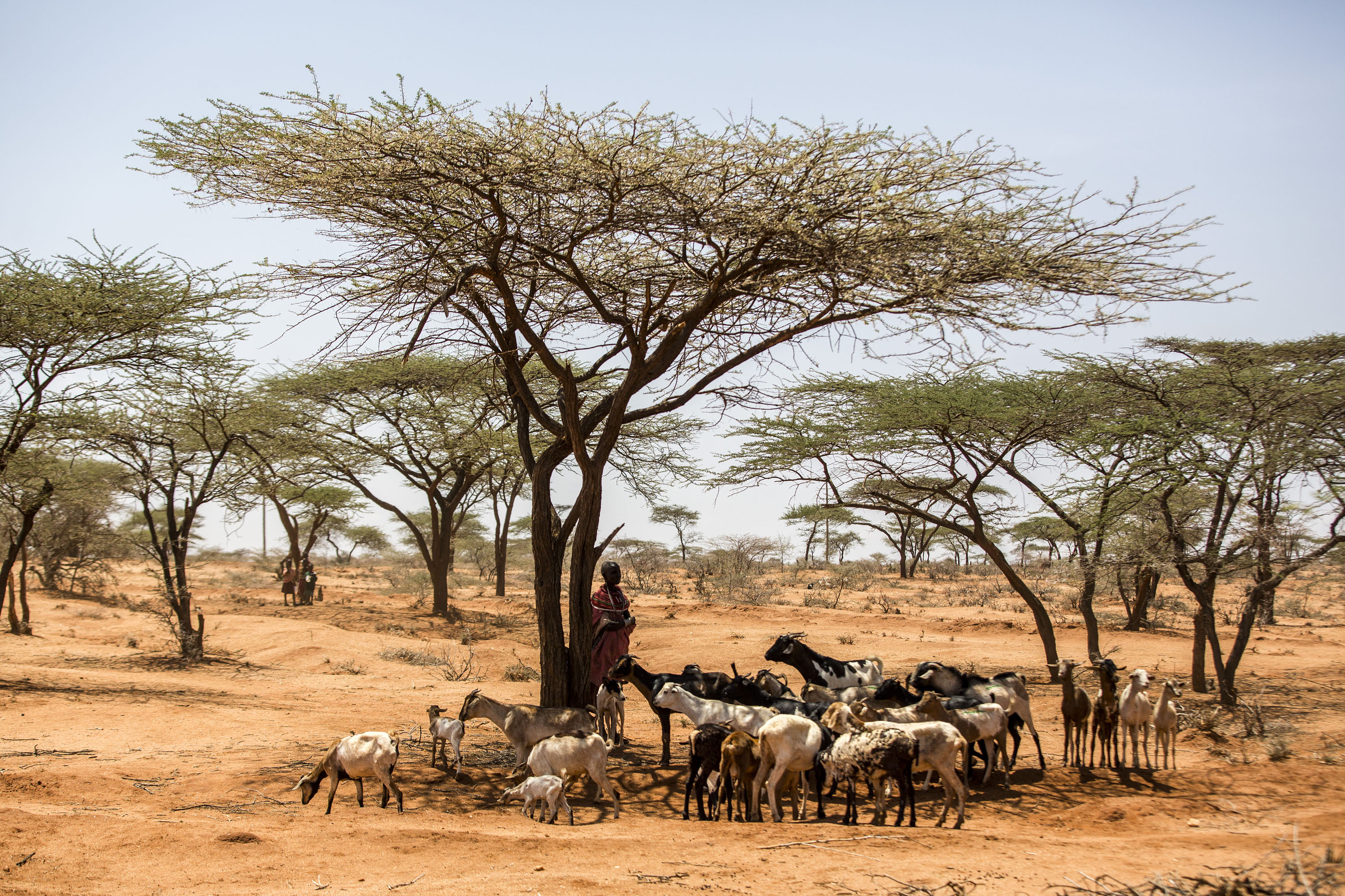 National stocktaking workshop and training on livestock and climate actions in Kenya