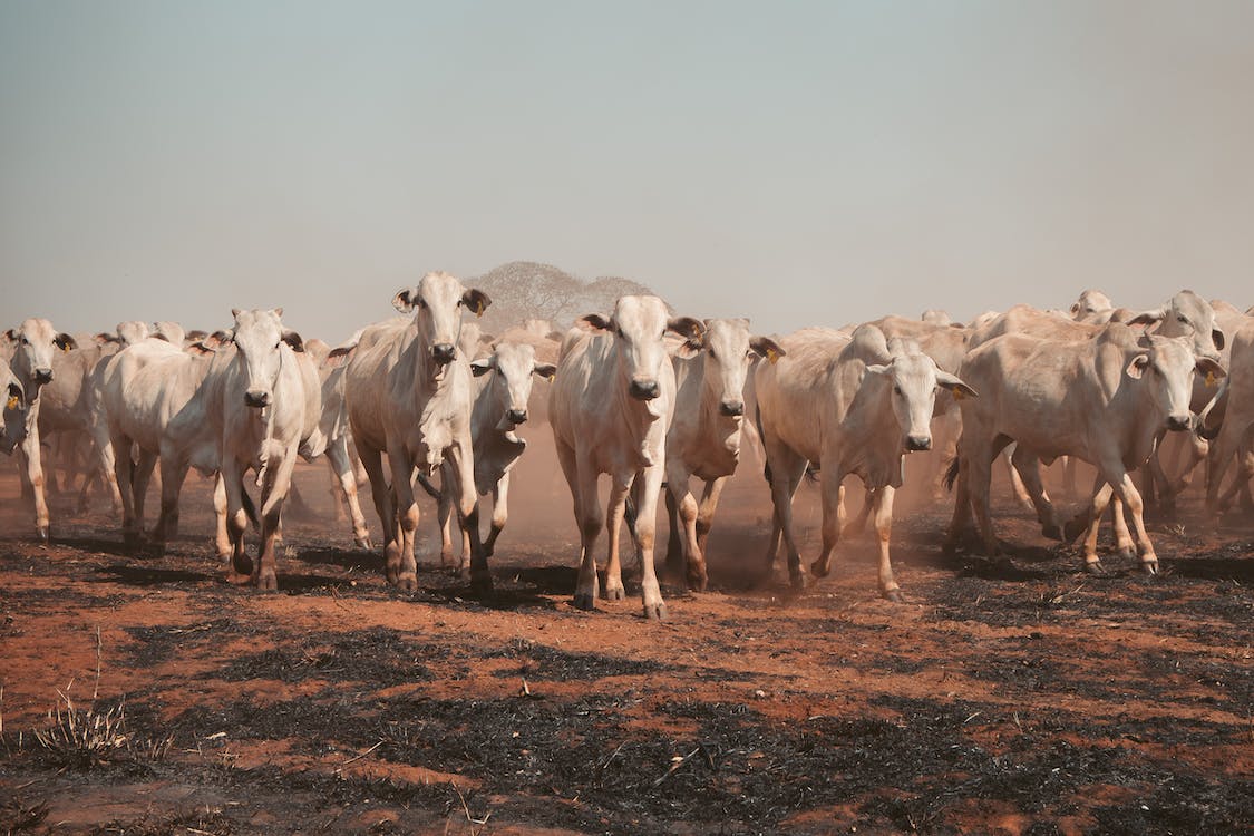 Stakeholder engagement workshop on enhancing national climate action in livestock systems in Kenya