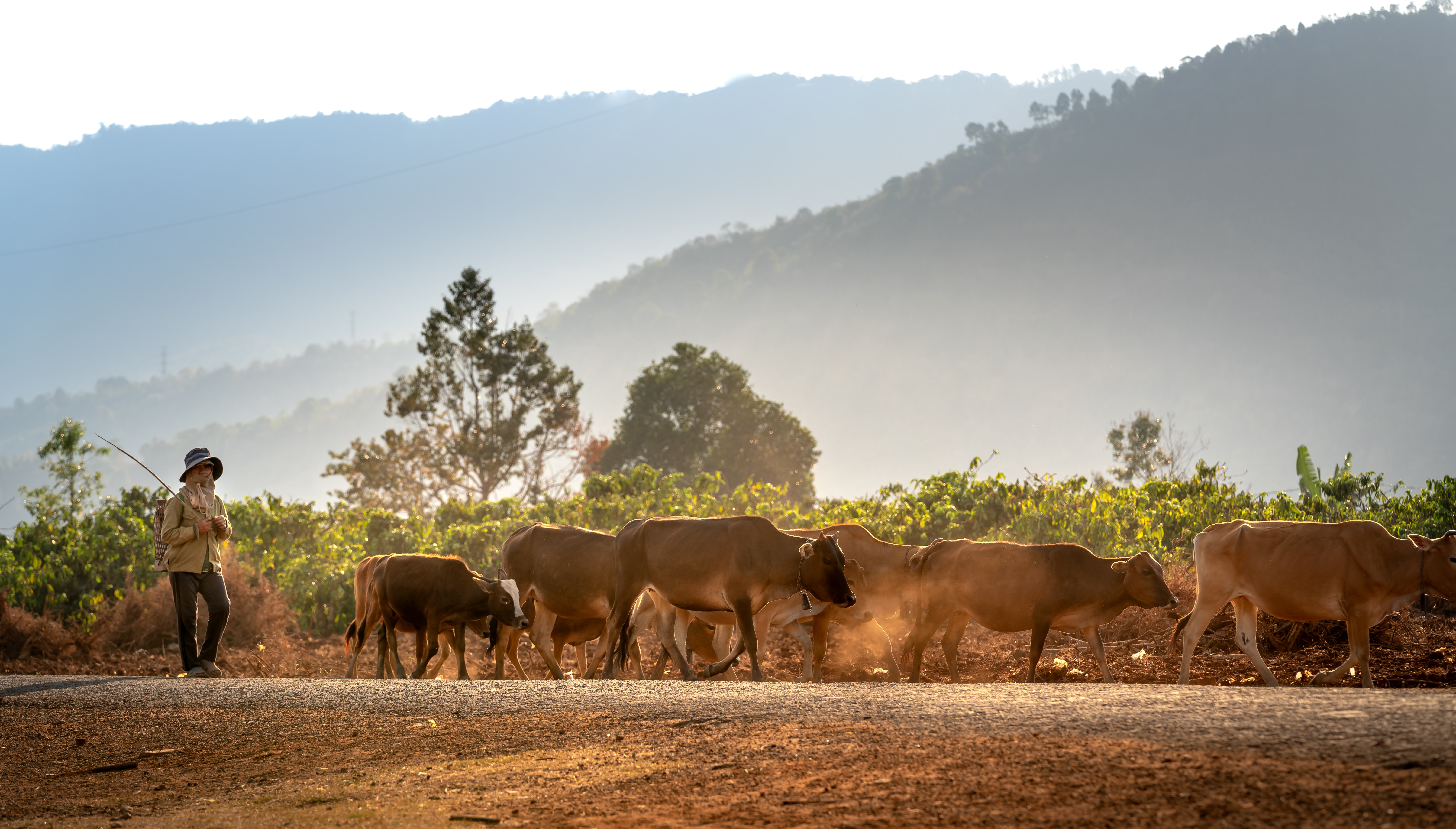 Flexible Voluntary Contribution funds support countries to enhance climate actions in the livestock sector