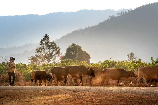 Flexible Voluntary Contribution funds support countries to enhance climate actions in the livestock sector