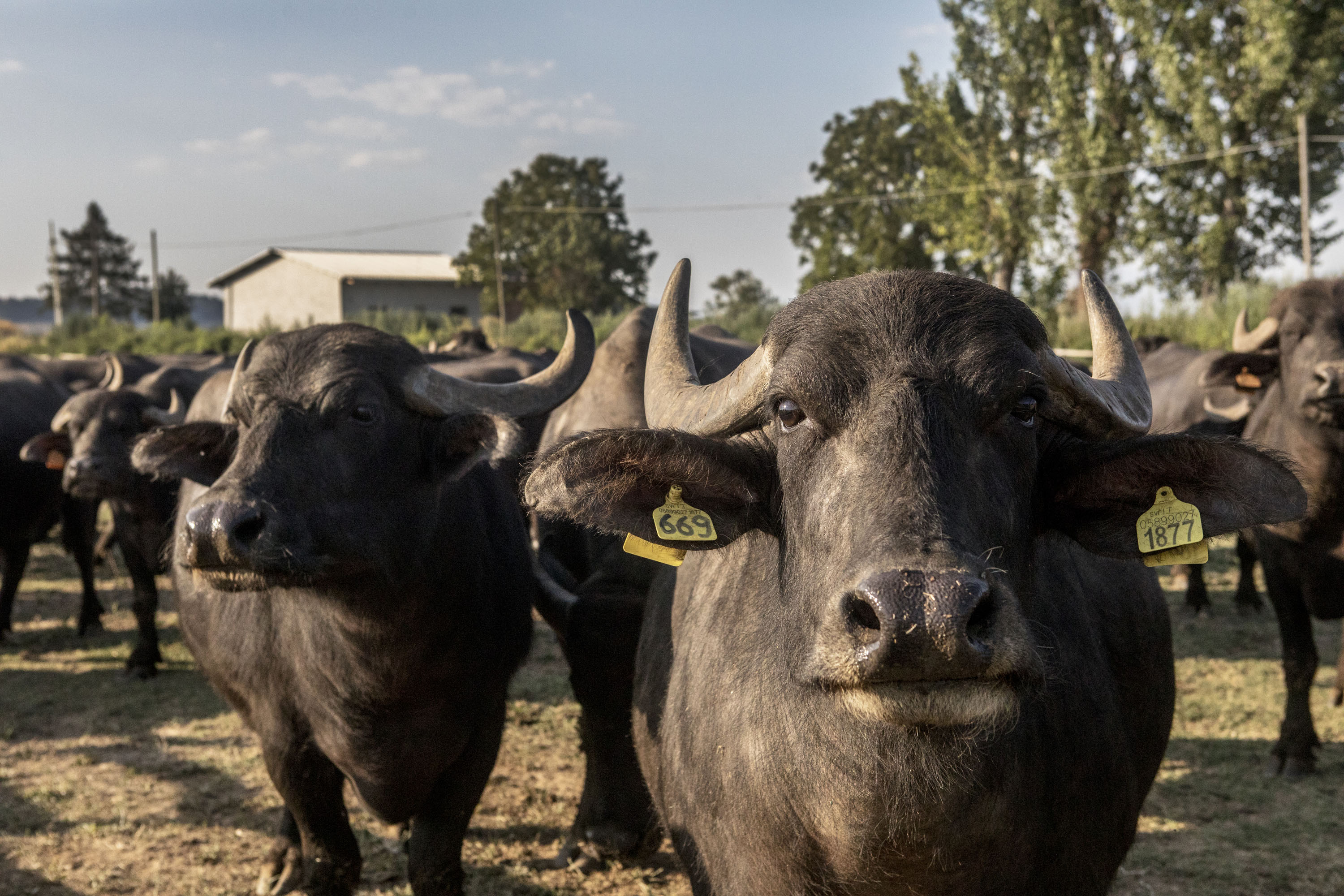 Reducing enteric methane emissions through market-based policy instruments