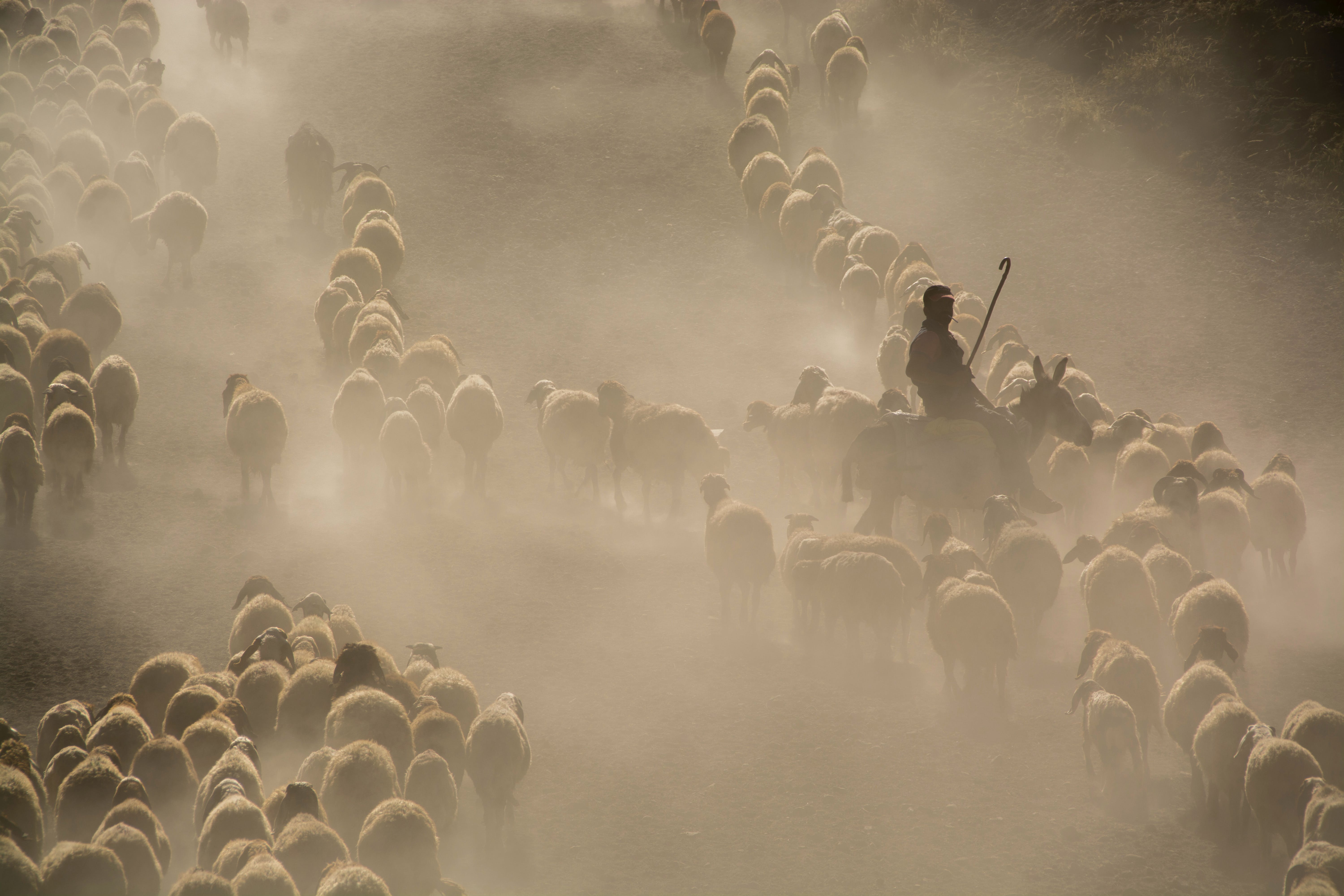 Forging paths towards climate-smart livestock in Burkina Faso