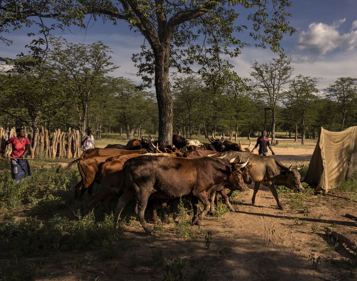Stakeholder workshop on national climate action in livestock systems in Zimbabwe