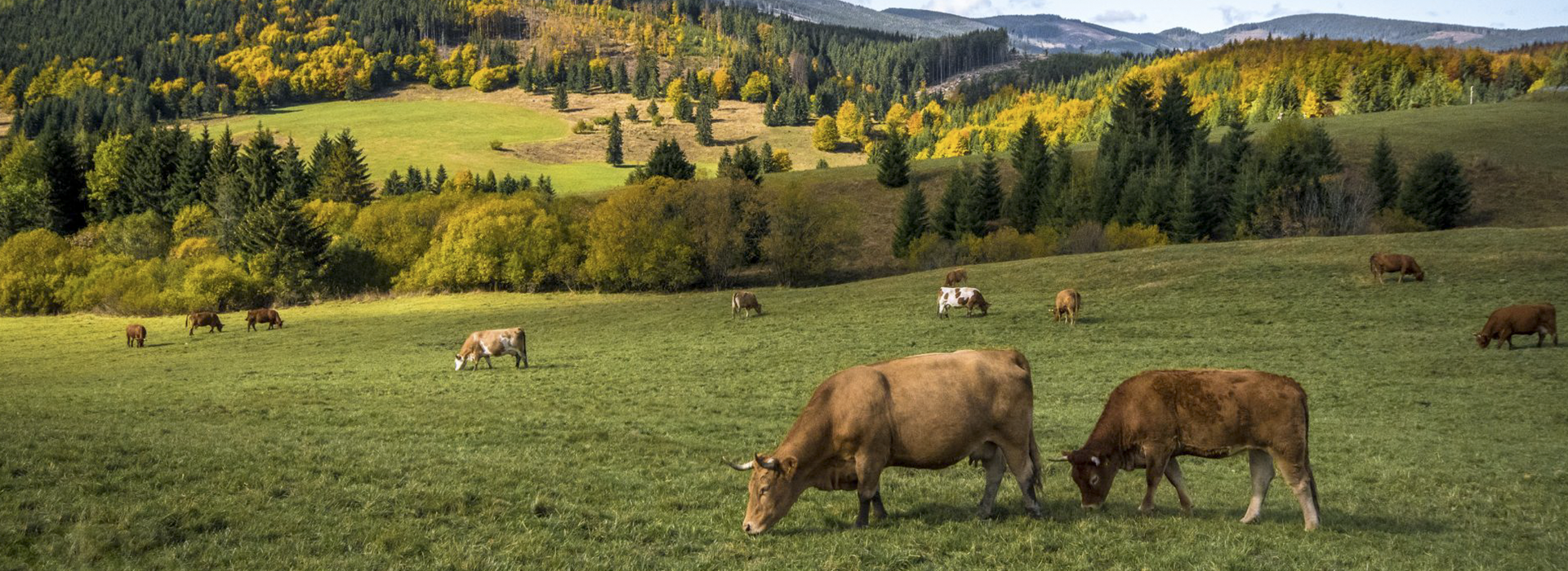 Livestock and greenhouse gas emissions: Launch of the GLEAM Dashboard to access updated data