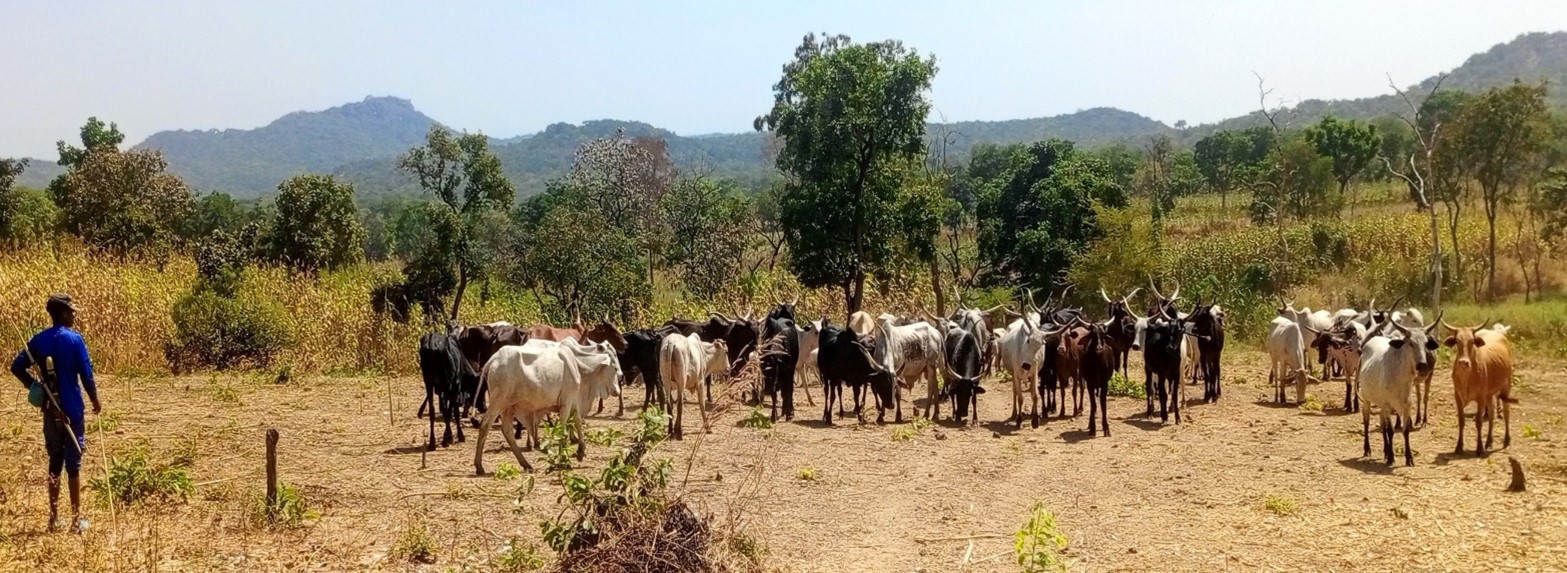 Central African Republic and FAO to validate methane emissions report for the livestock sector