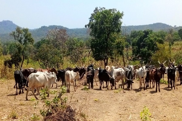 Central African Republic and FAO