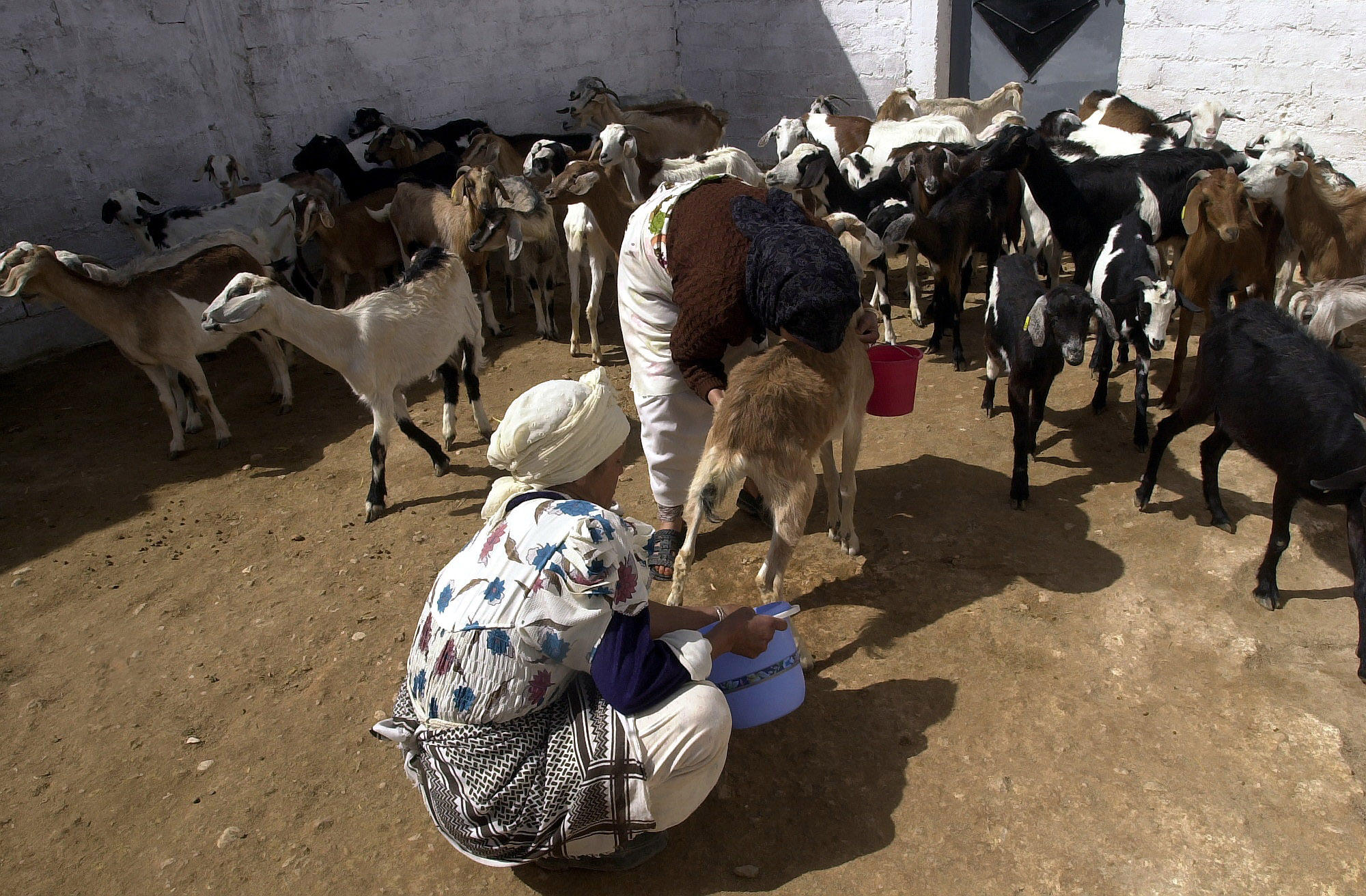 FAO and Morocco to host training on reducing livestock emissions