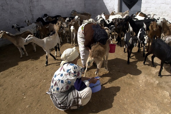 FAO training in Morocco