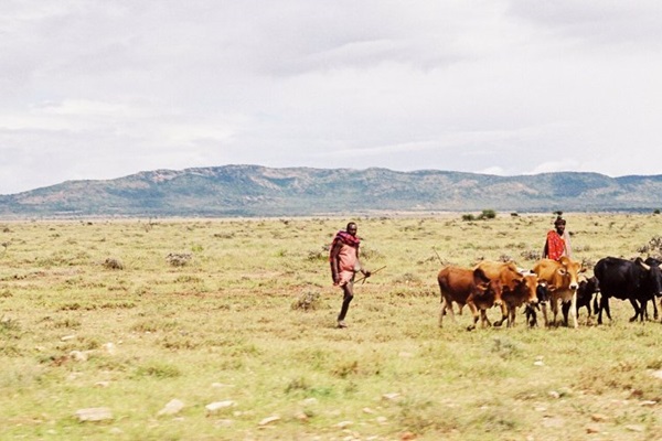 Kenya Cattle