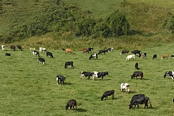 Tackling methane emissions and mobilizing climate finance for the livestock sector in Rwanda