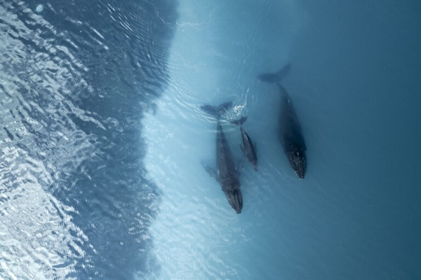 Clean and Healthy Oceans Integrated Program