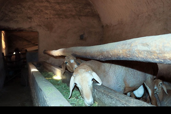Afghanistan Livestock