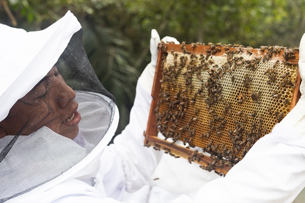 belize-bees-1