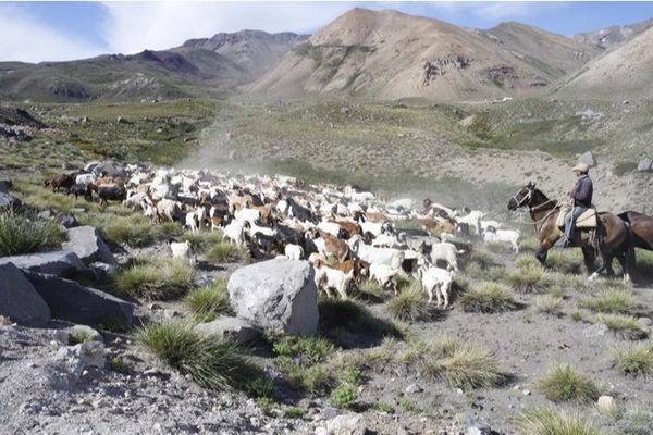 GEF-chile