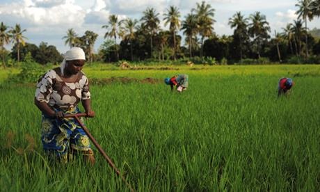 TanzaniaWomanFarmerRicePaddy
