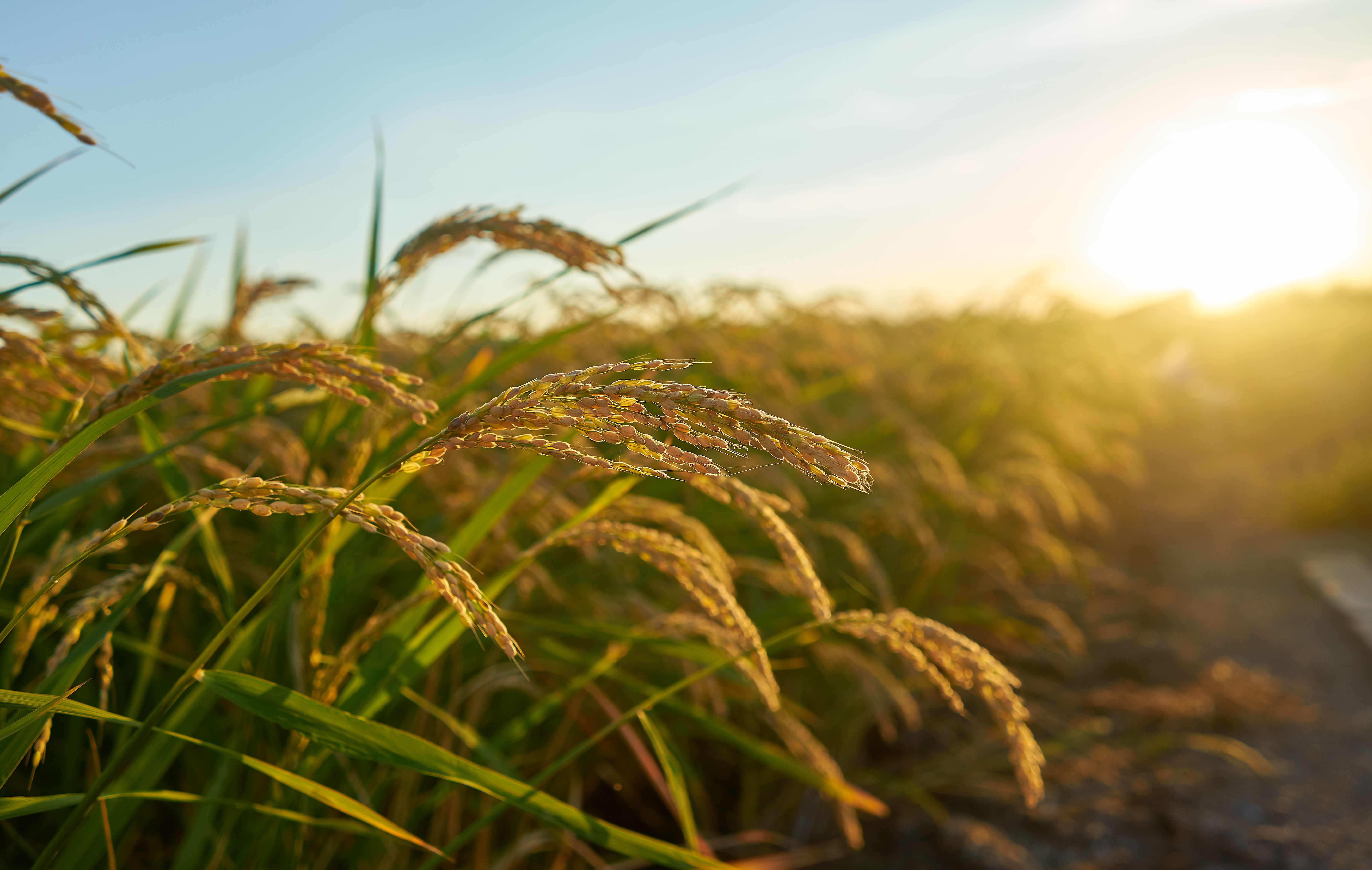 large-green-rice-field_website