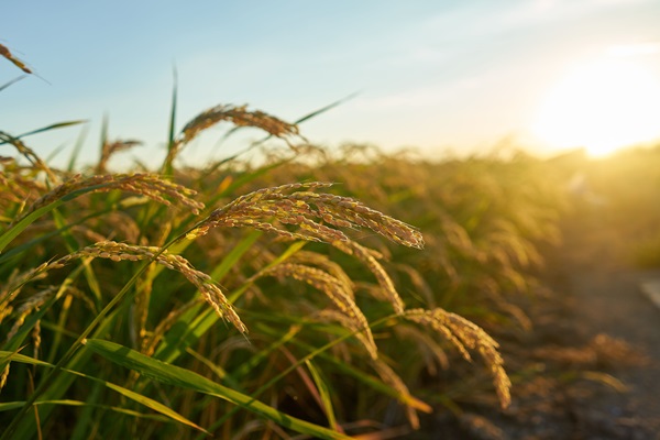 large-green-rice-field_website