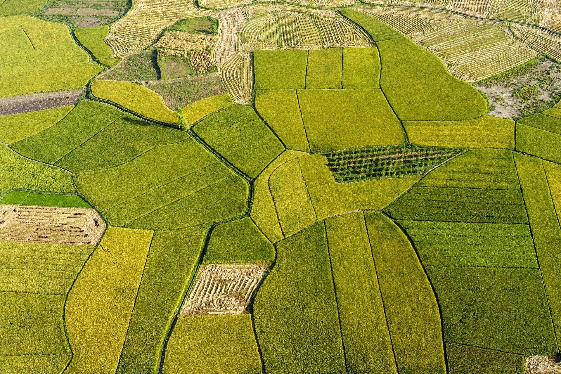 rice fields
