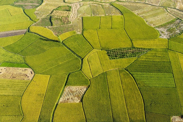 rice fields
