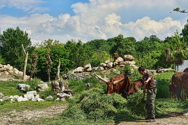 Sustainable Livestock