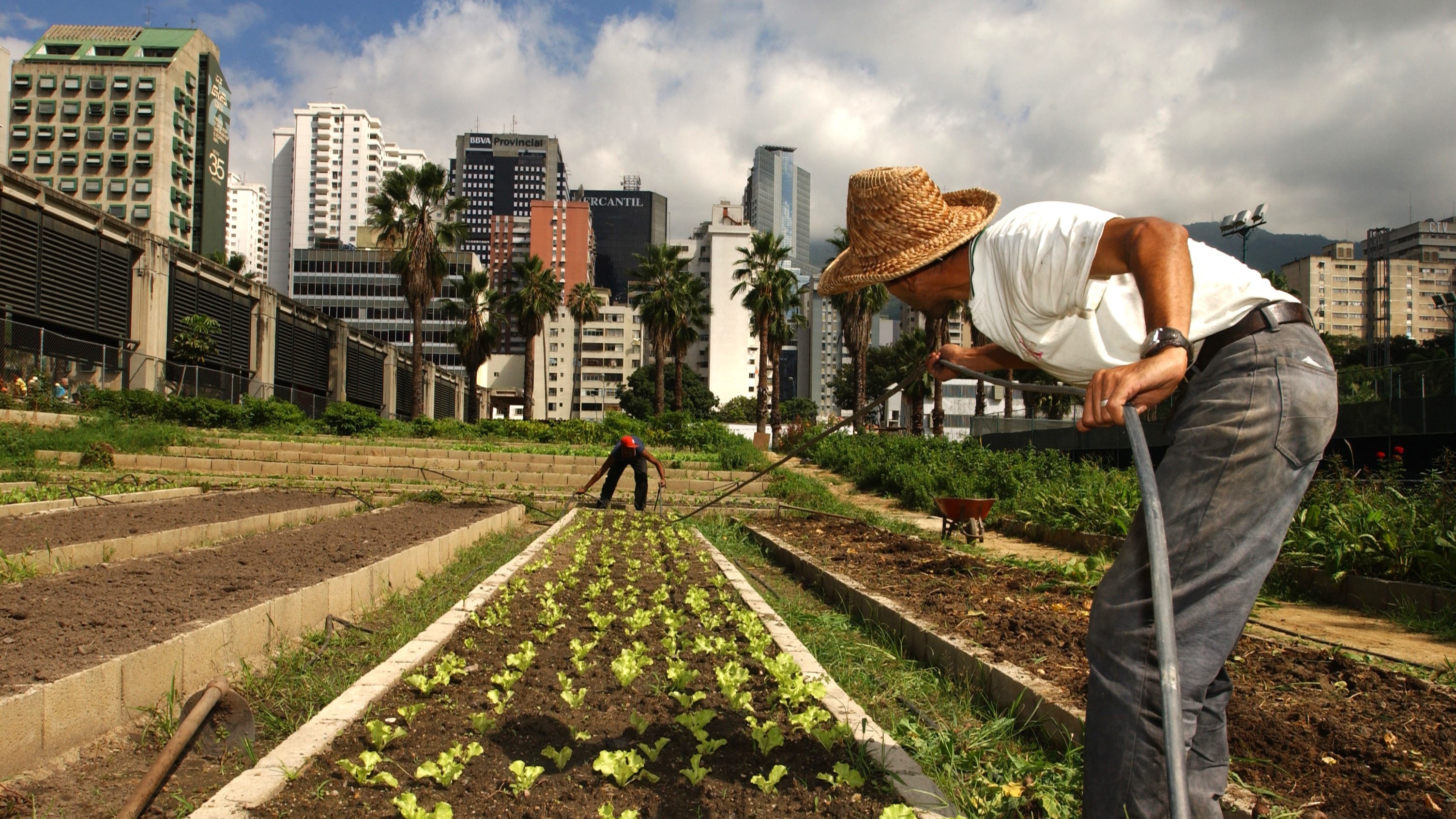Urban garden