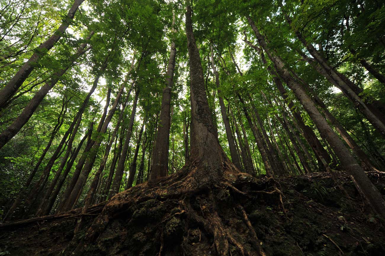 Thematic consultations and sessions - Forestry Thematic consultations and sessions - Forestry