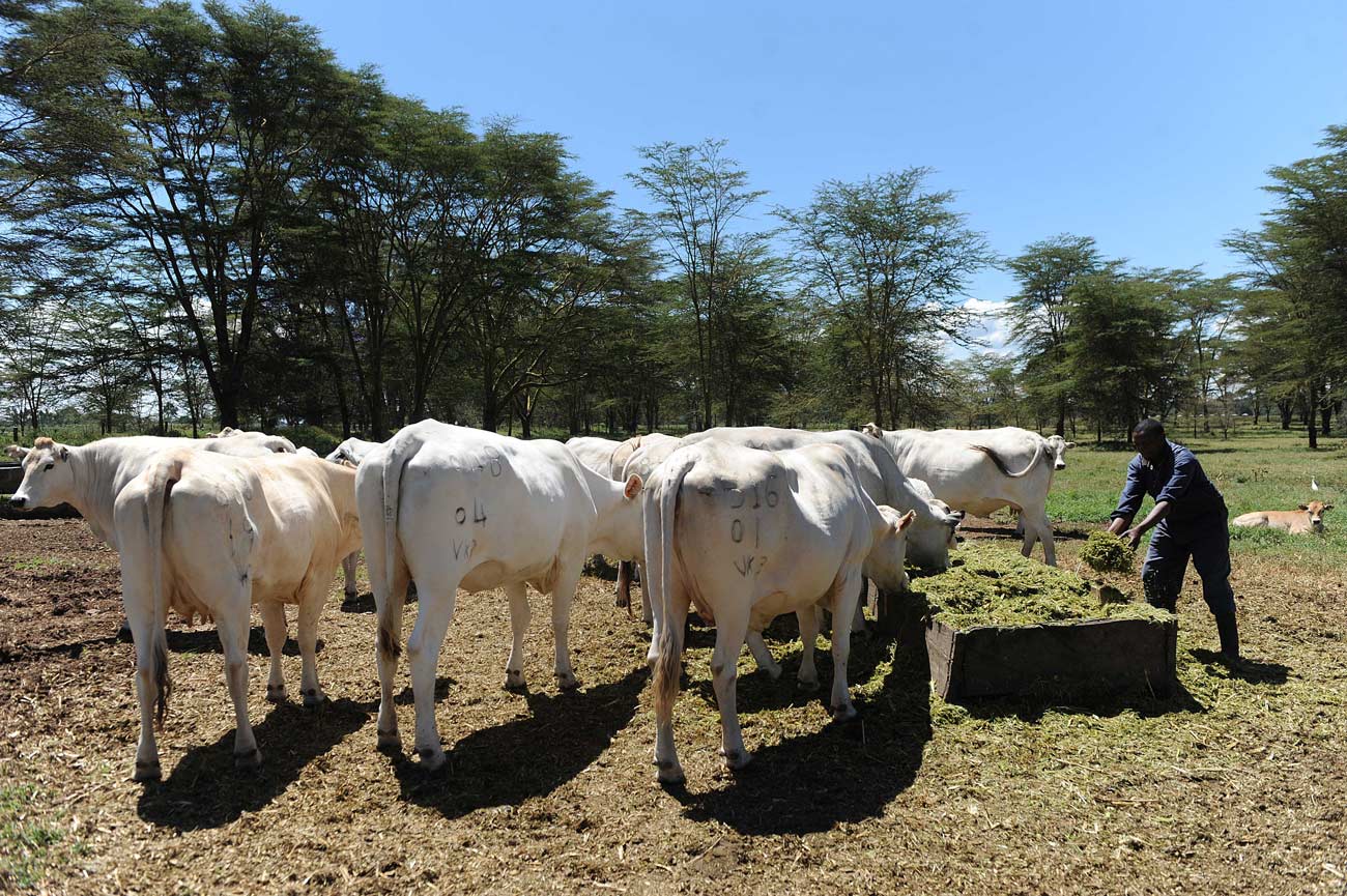 Thematic consultations and sessions - Livestock Thematic consultations and sessions - Livestock