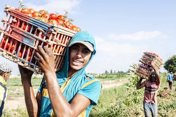 The Status of Youth in Agrifood Systems
