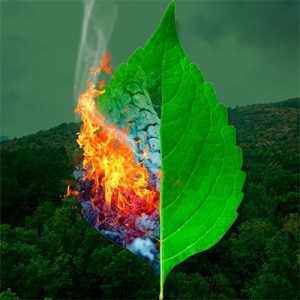 medium_CCmasbosques