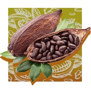 medium_icono-cacao-web