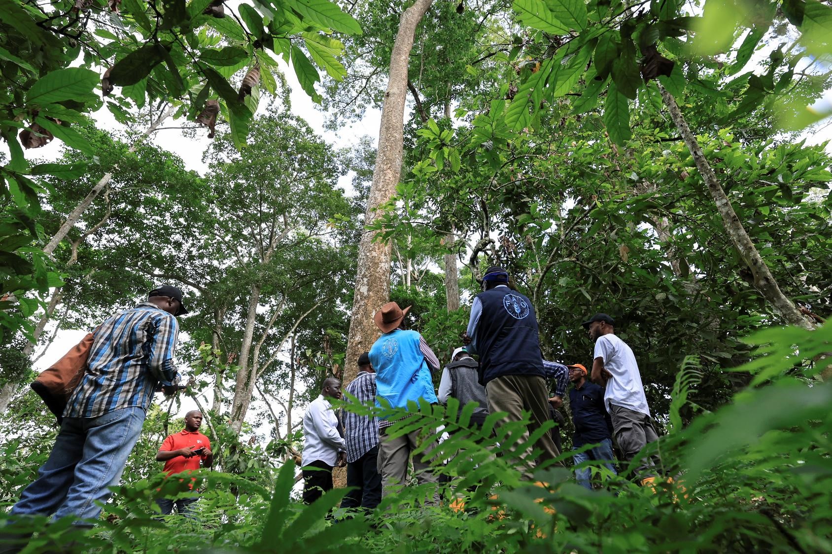 The Cameroonian model in agroforestry for sustainable cocoa production