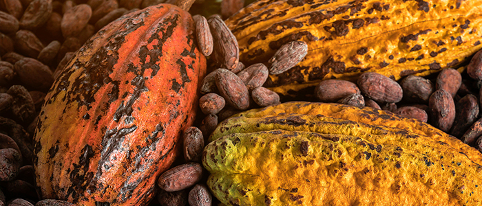 Image for the Sustainable Cocoa Initiative Image for the Sustainable Cocoa Initiative