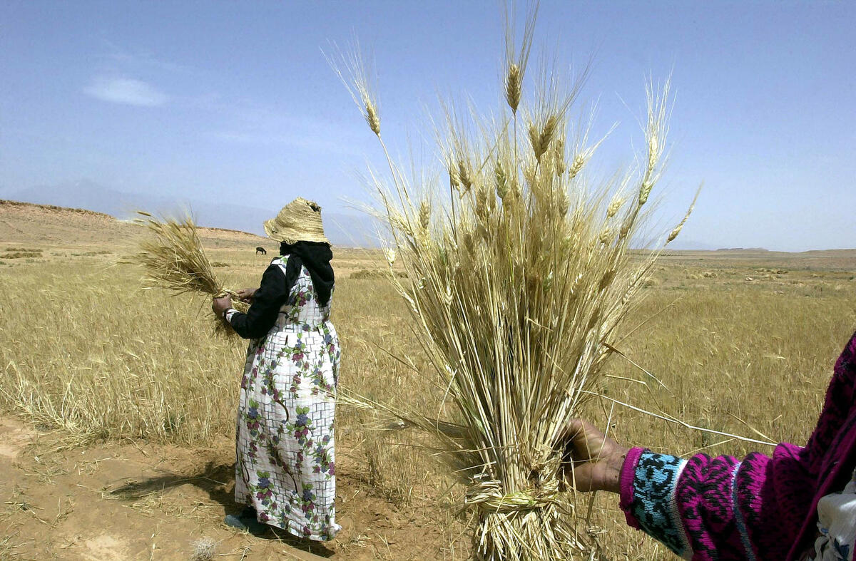 Strengthening Morocco’s food safety and quality with climate-smart investment