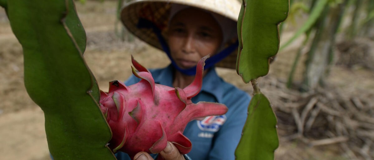 越南通过气候智能型混农林业减少排放 Pitaya harvest in Viet Nam
